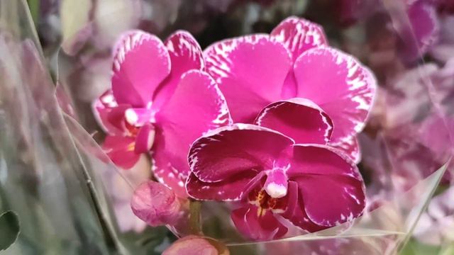 №234/ Новые, шикарные сорта орхидей в магазине ОРХИДЕЯ Очень много уценки смотреть онлайн