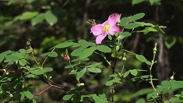 Зацвел шиповник — встречай лето. Так гласит народная примета. 1 июня кустарник расцвёл и на Таганае смотреть онлайн