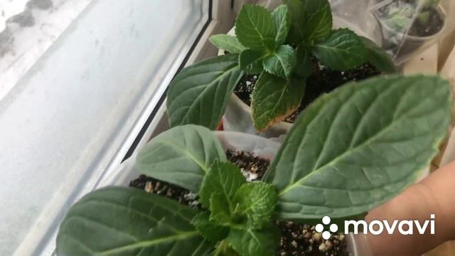 🛍 покупки. Удобрение, краситель для гортензии. смотреть онлайн