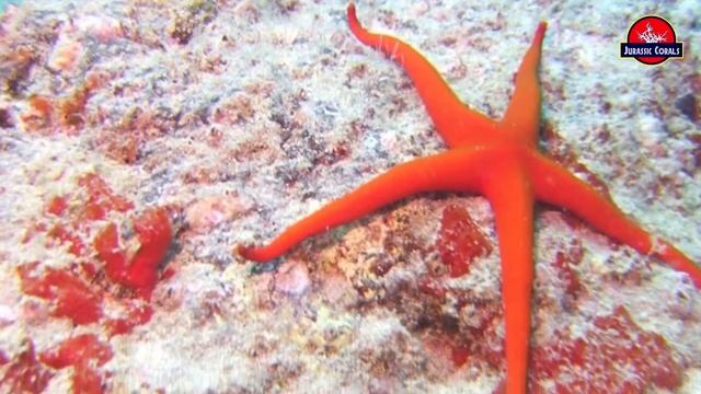 окаменелая морская звезда смотреть онлайн