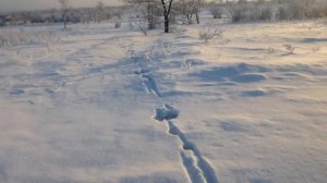 Охота на Зайца с ТОЗ 106