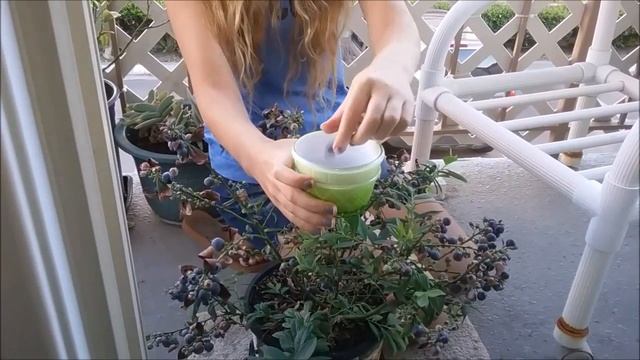 Сбор нового урожая черники. Черника в горшке. смотреть онлайн