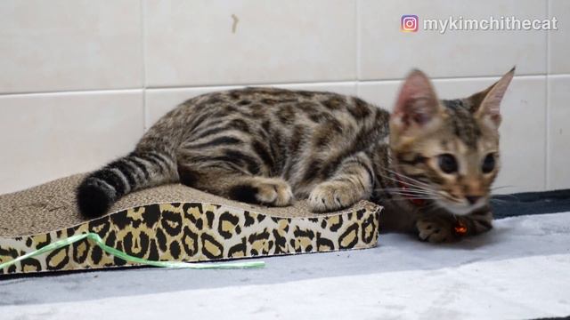 The Munchkin Cat Bengal Mix (The Genetta) - First Video.