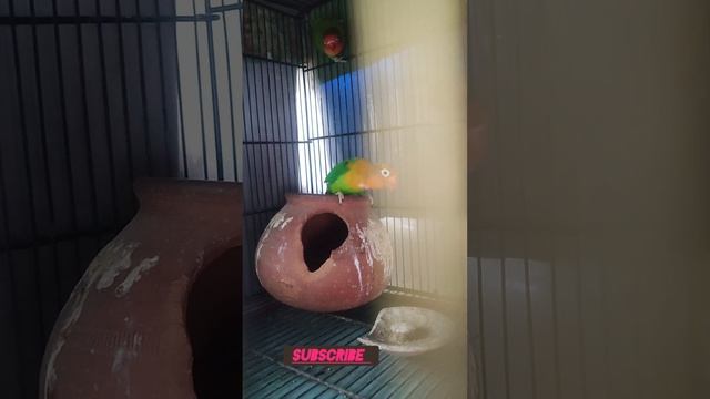 raw parrot - cocktail parrot - love birds - dove - fisher - java sparrows - types of budgies #viral смотреть онлайн