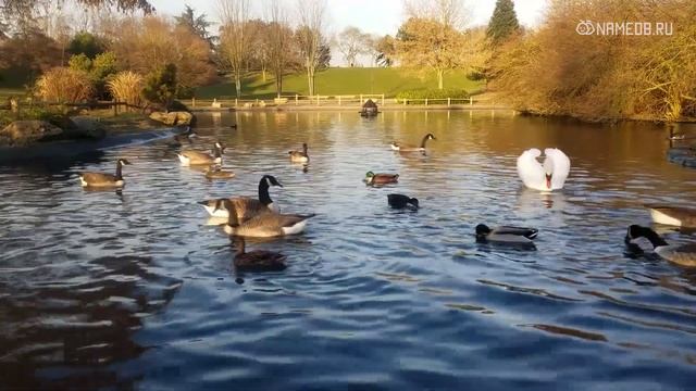 Типичное поведение знаков Зодиака