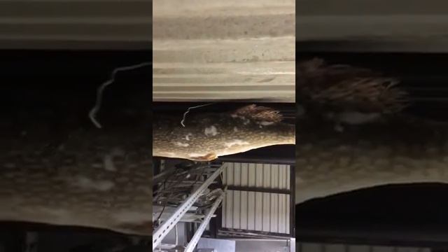 КАК ЗИМУЮТ ЩУКИ ЗИМОЙ? смотреть онлайн