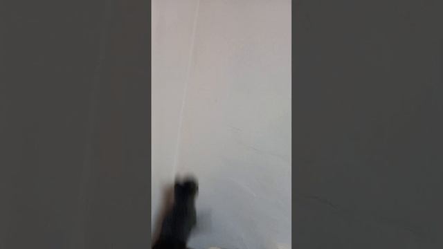 Как кошка лезет на стены! 👈😼 смотреть онлайн