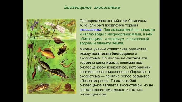 Биология. 9 класс. Понятие о биогеоценозе и экосистеме. Людмила Ивановна. Profi-Teacher.ru смотреть онлайн