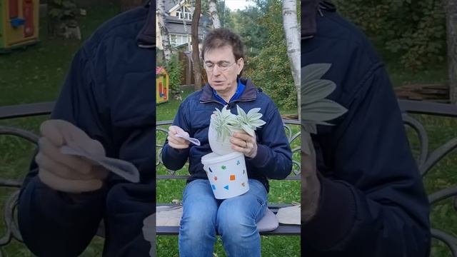 Мечтательный романтик [Персонажи] - Геннадий Ветров #геннадийветров #юмористветров #персонажи #юмор смотреть онлайн