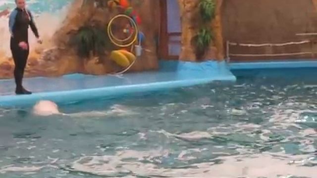Белый кит поёт - Дельфинарий "Немо" в Одессе смотреть онлайн