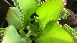 Чем полезен сок каланхоэ? Свойства каланхоэ