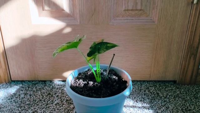 Syngonium Pink Splash Allusion 05 Part 001 | Plant Vlog 233 смотреть онлайн