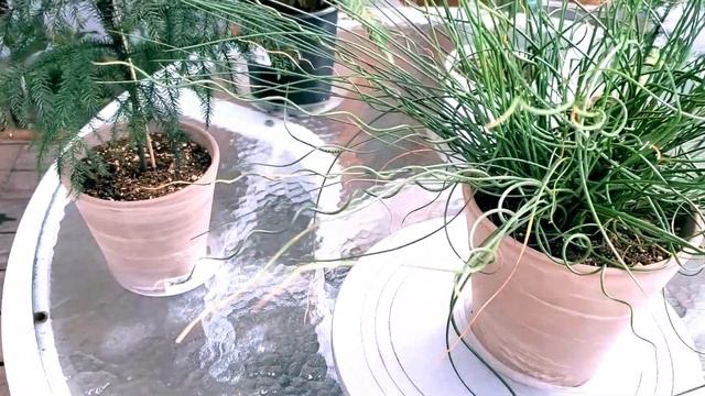 오스트레일리안 트리 펀, 골풀, 놀포크 아일랜드 파인 트리 소개합니다. Australian tree fern, Juncus Spiralis, Norfolk Pine Tree смотреть онлайн