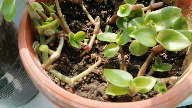 🌸Мои комнатные цветы.🌸Цветочные новости с балкона) 🌸Апрель 2020г.🌸 смотреть онлайн