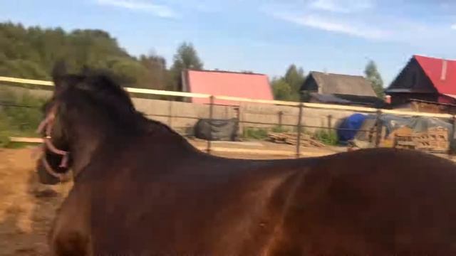 Толстый конь смотреть онлайн