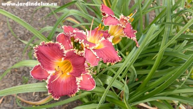 Цветение сортового лилейника SWEET VALDOSTA MEMORIES в саду www.jardindelux.ru смотреть онлайн