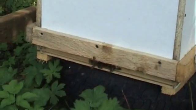 Улей из холодильника.Новые конструкции ульев на моей пасеке. hive from the fridge смотреть онлайн