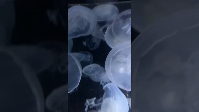 LIGHT IN THE ATTIC DJ SASS MIX смотреть онлайн