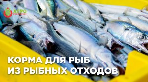 Производство кормов для рыбы из рыбных отходов.
