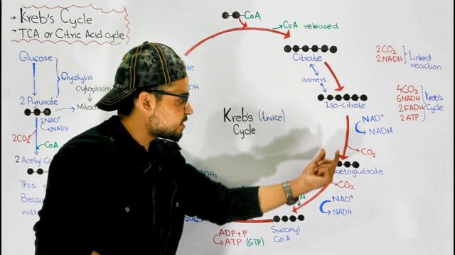 Krebs Cycle step by step |Citric acid Cycle or TCA| смотреть онлайн