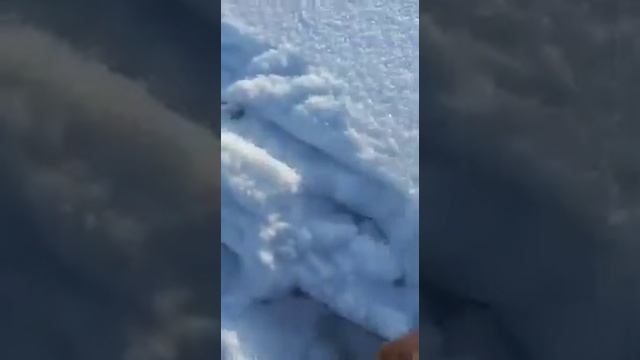 ОХОТА НА СНЕГОХОДЕ. ЗАЙЧИК БЕЛЯК. смотреть онлайн