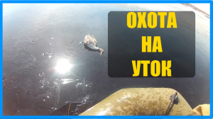 Охота на селезня. Охота весной.