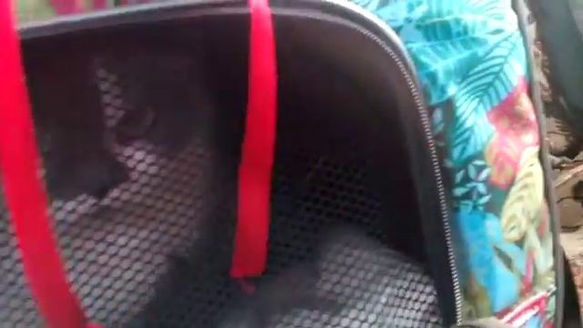 Дуська наша кошка!!! Мама отдала...(((