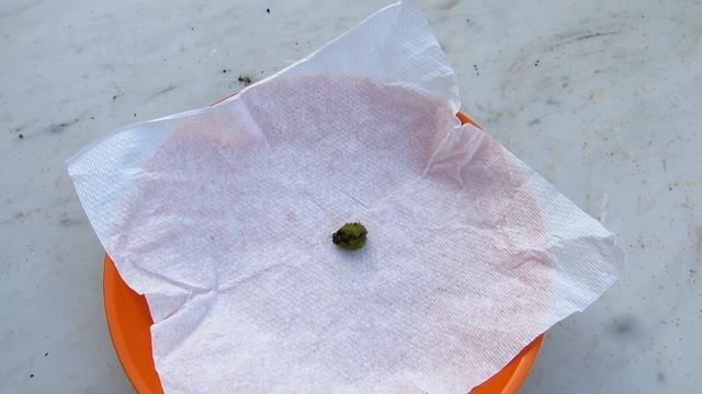 Propagating Cactus - How To Harvest Seeds From Aporocactus Cacti Fruits