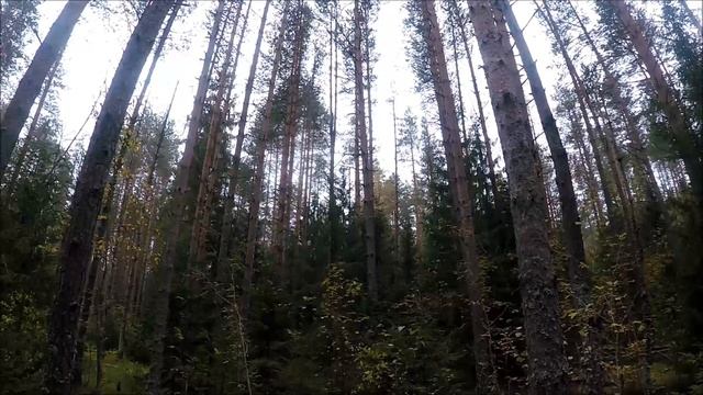 Охота на рябчика и сбор грибов (Будни охотника и рыбака) смотреть онлайн