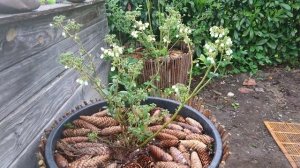 выращивание голубики в горшках и в контейнерах