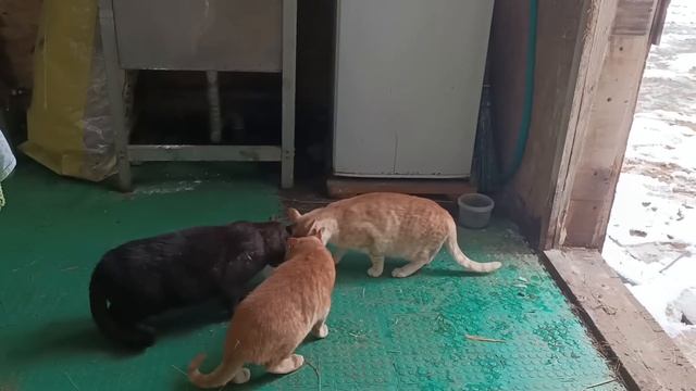 ЗИМА ВЕРНУЛАСЬ ❄️❄️❄️ БУДНИ В УСАДЬБЕ смотреть онлайн