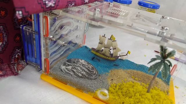 Переселение Camponotus vagus из инкубатора в ферму. Часть 2. Заселяем муравьев в ферму. #9 смотреть онлайн