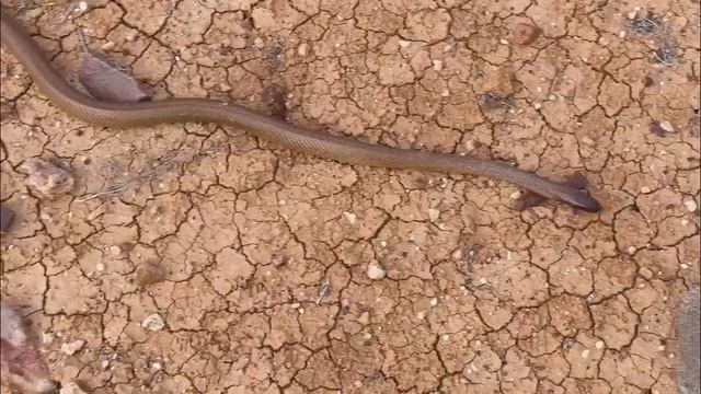 Top 5 Deadliest Creatures That Can Kill You Within Minutes смотреть онлайн