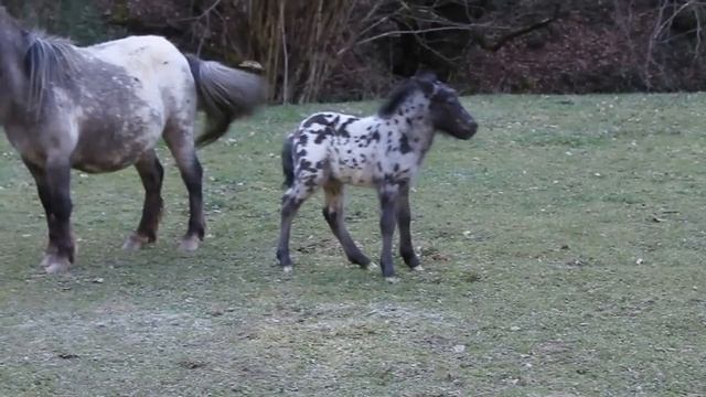 Pony appaloosa, Danko. смотреть онлайн