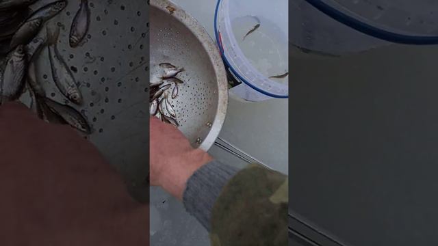 КАК ПОЙМАТЬ ЖИВЦА ЗИМОЙ? р. Южный Буг смотреть онлайн