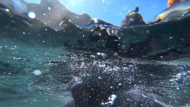 Пингвины и морские котики: кто милашечнее? Африка. ЮАР. Намибия. смотреть онлайн