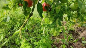 Томат Розовый Мед. Как показывает себя в сложных условиях