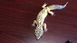 НА ЧТО ОБРАТИТЬ ВНИМАНИЕ ПРИ ПОКУПКЕ ЭУБЛЕФАРА???