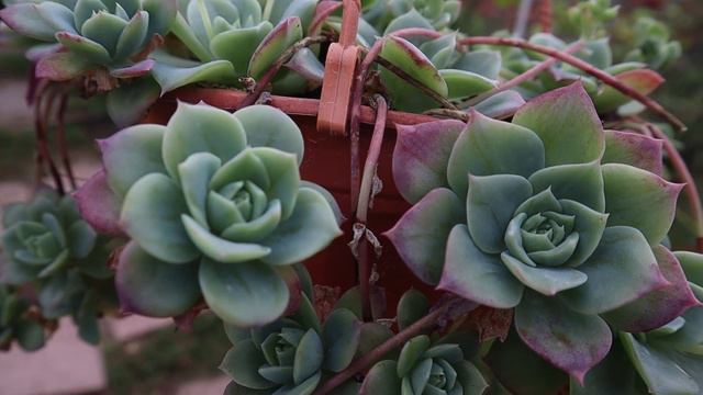 Cuidados De La Graptoveria Jadeita