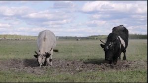 Якутские БЫКИ дерутся. Схватка Гигантов. Редкое Видео