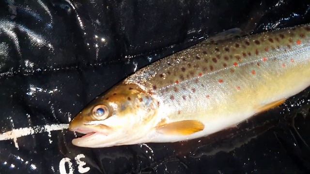 Суши из Речной Рыбы. Unagi catch and cook смотреть онлайн