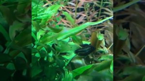 Гурами лакричный Суматранский (Parosphromenus sumatra) - танцующие в темноте)