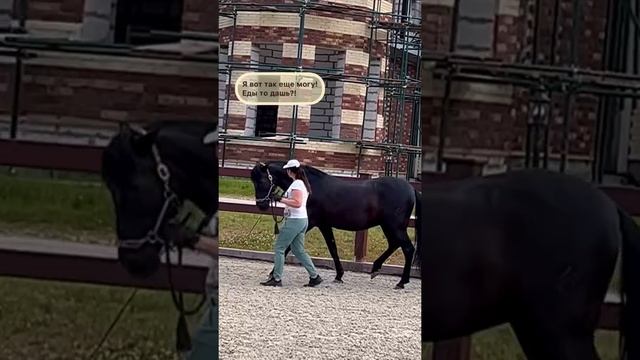 #Лошади пошагать «просто» не вышло, Данзарин топает испанским шагом смотреть онлайн