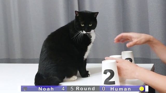 Cat vs Human Shell Game Who Wins? смотреть онлайн