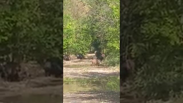 Дикие Кабаны Чуть не напали в Лесу. смотреть онлайн