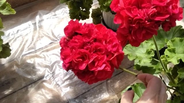 #416.Подробное видео-описание сортов пеларгоний-гибридных. Часть 1.