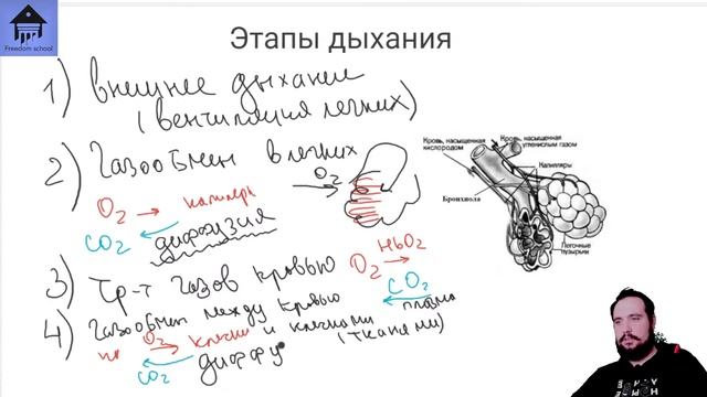 Дыхательная система. Легкие для ЕГЭ |ЕГЭ БИОЛОГИЯ|Freedom| смотреть онлайн