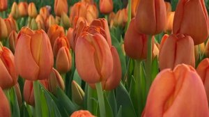 Delta Storm. Оранжевый тюльпан для выгонки на 8 Марта.