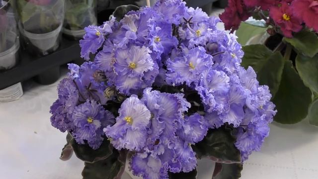 Наталья Скорнякова селекционер сенполий. Выставка фиалок 2-4 марта 2018 в ДК Газа Санкт Петербург смотреть онлайн