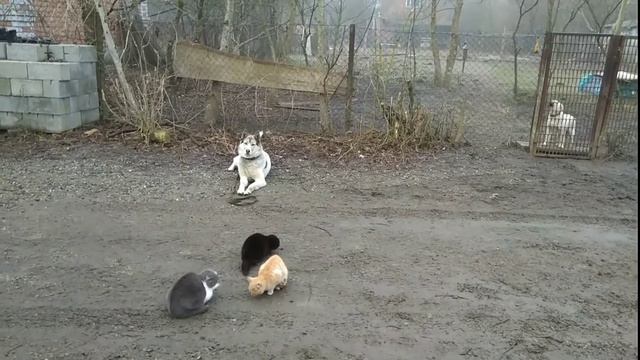 Лайка с Котами, Железная Выдержка смотреть онлайн
